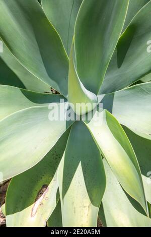 Agave attenuata o agave di foxtail che crescono in un giardino di Sydney, NSW, Australia Foto Stock