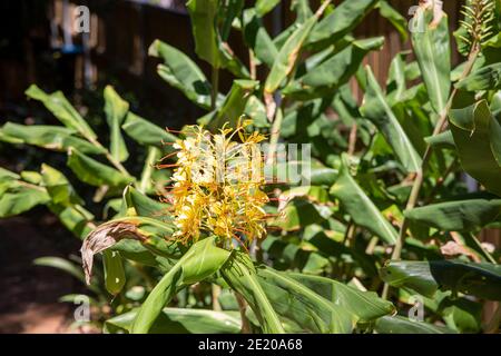 Kahili Ginger pianta Hedychium gardnerianum in giardino australiano con fiori gialli, estate giorno, Sydney, Australia Foto Stock