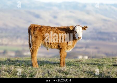 Pascoli di vitello marrone e bianco nel prato. Foto Stock