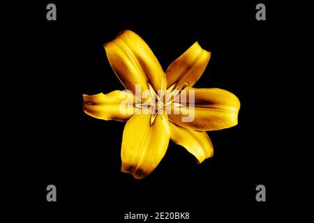 Un giglio dorato sfondo nero isolato primo piano, bello oro singolo lilly su scuro, giallo lucido motivo floreale metallico, elemento di design Foto Stock