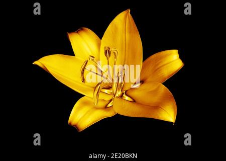 Un giglio dorato sfondo nero isolato primo piano, bello oro singolo lilly su scuro, giallo lucido motivo floreale metallico, elemento di design Foto Stock