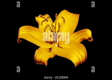 Un giglio dorato sfondo nero isolato primo piano, bello oro singolo lilly su scuro, giallo lucido motivo floreale metallico, elemento di design Foto Stock