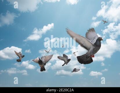 Gregge di uccelli che volano nel cielo. Gregge di piccioni nel cielo blu. Foto Stock