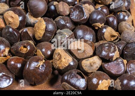 Guarana (Paullinia Cupolana) semi in una ciotola piatta di legno su un taglio di legno Foto Stock