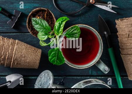 Attrezzi di giardinaggio e tè organico, sparato dall'alto, il concetto dell'amore per il giardinaggio Foto Stock