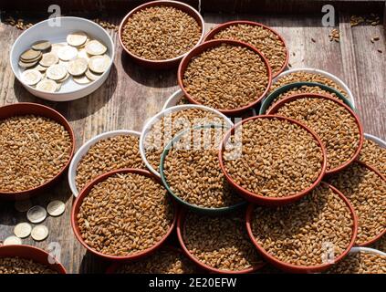 Grani di grano interi in ciotola per la vendita per spargimento fuori per alimentare l'uccello Foto Stock