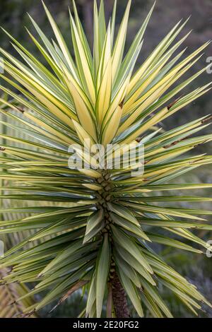 Foglie di yucca aloifolia variegata a Funchal sull'isola di Madeira Foto Stock