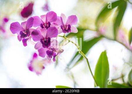 Gli alberi delle orchidee hanno molti fiori, bellissimi fiori viola. La luce del mattino porta i fiori freschi colori. Lo sfondo è naturalmente verde con bo Foto Stock