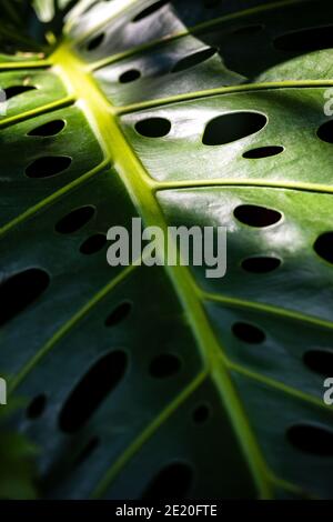 Monstera deliziosa Liebm. O pianta di Herricane, filodendro a foglia doppia, caseificio svizzero, pianta di finestra, primo piano di foglia e luce incidente. Tono scuro i Foto Stock