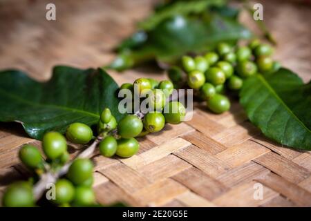 Rami di alberi di caffè e chicchi di caffè crudo sono messi su un cesto di bambù tessuto, posto in una bella mostra tradizionale nel nord della Thailandia. Foto Stock