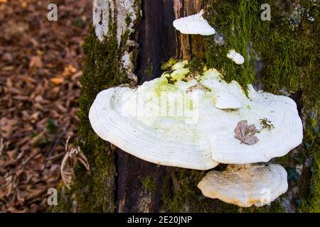 Grande fungo bianco sull'albero, fungo commestibile Foto Stock