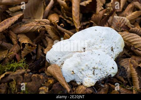 Grande fungo bianco sull'albero, fungo commestibile Foto Stock