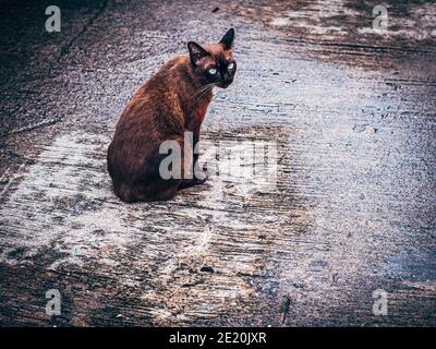 Gatto marrone con bei occhi blu sulla strada. Foto Stock