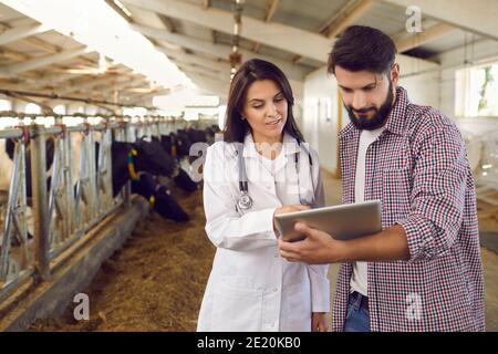 Veterinario cura per le mucche in una fattoria casearia mostra i dati su una tavoletta digitale al proprietario della fattoria. Foto Stock