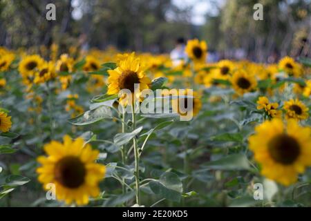 Girasole sfondo naturale, girasole fioritura. Campo di girasoli fioriti. Foto Stock