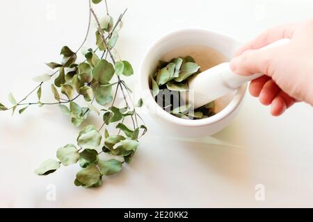 Erbe curative in mortaio e pestello di ceramica bianca. Concetto di medicina alternativa. eucaliptus foglie per la salute. Foto Stock