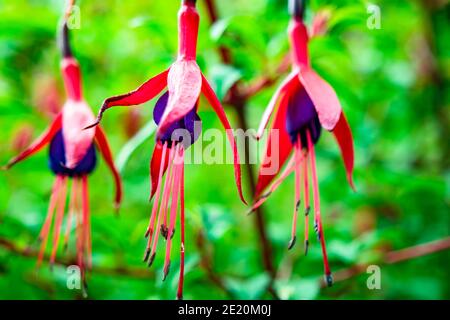 Fucsia fiorito selvatico che cresce nella contea di Donegal - Irlanda. Foto Stock