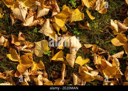Foglie gialle cadute su erba verde durante il tramonto. Stagione autunnale, background autunnale. Foto Stock