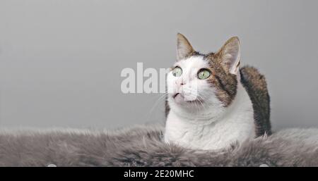 Gatto tabby furry che si stese sulla coperta e si guarda via. Immagine panoramica con spazio di copia. Foto Stock