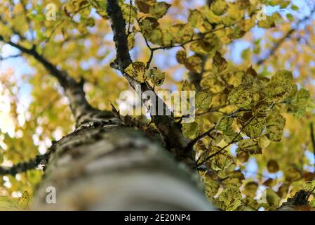 Bella vista autunnale sul fondo dei rami di betulla con foglie verdi e gialle, Dublino, Irlanda. Messa a fuoco morbida e selettiva. Stelo sinistro al centro Foto Stock