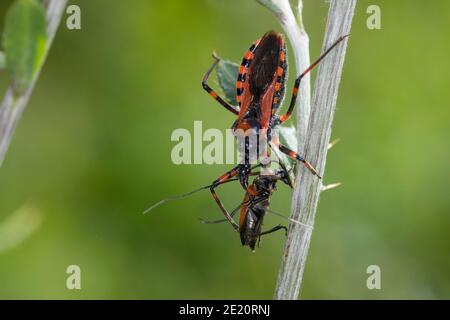 Rote Mordwanze, Zornige Raubwanze, mit erbeutetem Käfer, Beute, Mordwanze, Raubwanze, Rhynovoris iracundus, Rhinocoris iracundus, Rhynovoris iracundus Foto Stock