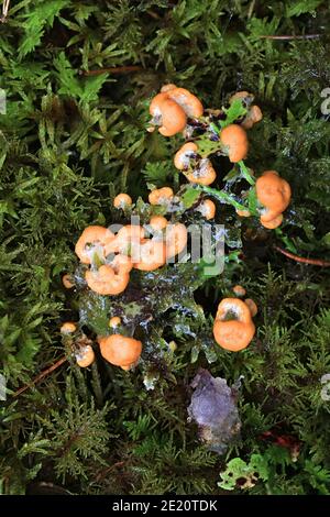 Albicocca slime stampo, Fuligo muscorum Foto Stock