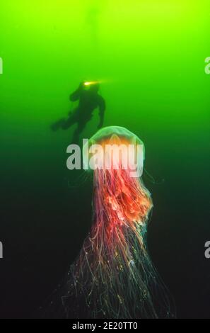 Un subacqueo (MR) e un leone's mane meduse, cianea capillata, che può raggiungere sei piedi attraverso con 30 piedi tentacoli, British Columbia, Canada. Questo è Foto Stock