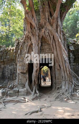 Radici di albero che crescono sopra e attraverso il tempio di Ta Som Foto Stock