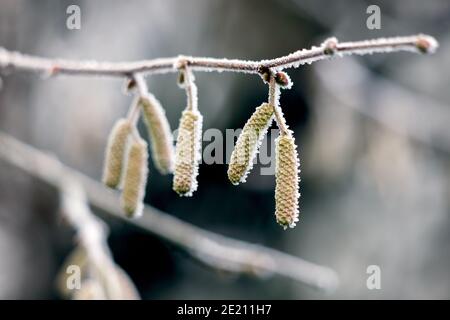 Catkins su un Hazel (Corylus avellana) albero coperto di gelo di rombo in un giorno di inverni Foto Stock