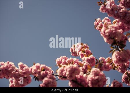 sakura ramo su sfondo blu cielo soleggiato. Bellezza naturale. Piacevole giorno primaverile. Biglietto di auguri per il giorno delle donne, spazio per fotocopie. 8 marzo. giornata delle buone madri. Relax estivo, cosmetici naturali, spa. Foto Stock