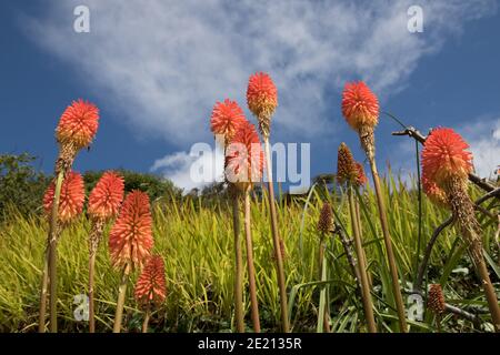 Hot pokers rossi, Kniphofia, chiamato anche tritoma, poker rosso caldo, giglio torcia, o poker plant. Originario dell'Africa ma cresciuto in Inghilterra, Regno Unito Foto Stock