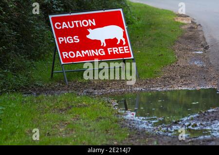 Attenzione i maiali che vagano liberamente segno durante la stagione della pannage New Forest, Hampshire, Inghilterra UK nel mese di settembre Foto Stock