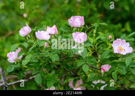 Primo piano immagine della fioritura del cespuglio di rose selvatiche (Rosa canina) Foto Stock