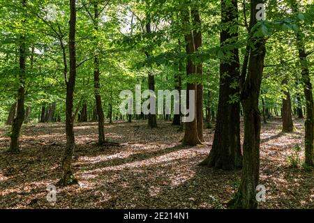 Primavera in una foresta di querce sessili (Quercus petraea) in Ungheria Foto Stock