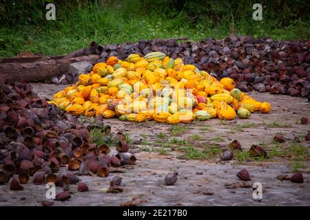 Vista delle conchiglie raccolte ed esterne dei frutti di cacao. In un mucchio. Cacao di colore giallo (noto anche come Theobroma cacao) Foto Stock