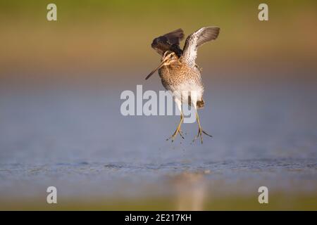 Beccaccino (Gallinago gallinago), un shorebird trovati in tutta l'America del Nord, l'Eurasia e Nord Africa. Esso ha il rettilineo più lungo bill di tutti shore Foto Stock