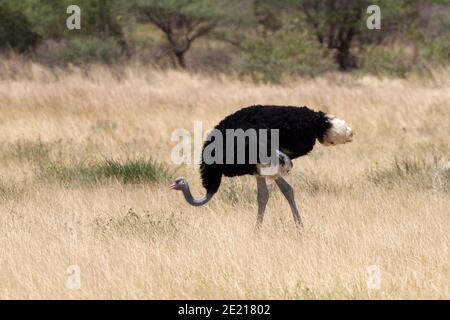 Lo struzzo somalo (Struthio molibdofanes), noto anche come struzzo dal collo blu, è un grande uccello senza luce nativo del Corno d'Africa.[2] lo è stato Foto Stock
