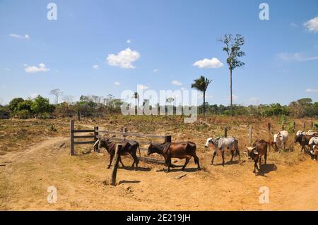 Allevamento di bovini in appezzamenti di terreno bonificato nella foresta pluviale brasiliana. La deforestazione in corso causa erosione della terra e ha un impatto negativo su globa Foto Stock