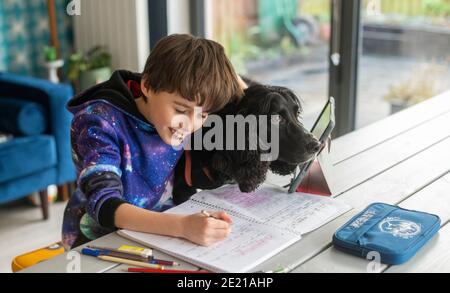 11 gennaio 2021 frontiere scozzesi. Scozia. UK Covid , Coronavirus Scottish Home Schooling ha inizio. Il ritardato inizio del mandato scolastico scozzese della primavera del 2021 oggi, gli studenti di tutta la Scozia iniziano un periodo di scolarizzazione a casa a causa delle attuali misure di blocco del Covid 19 in vigore. L'immagine mostra un ragazzo che si sta allenando con il suo lavoro scolastico con l'aiuto del suo cane spaniel, Buddy . Il locale Scottish Borders council ha rilasciato agli studenti iPad Apple che vengono ora utilizzati per l'apprendimento. Credit Alamy Live News. Foto Stock