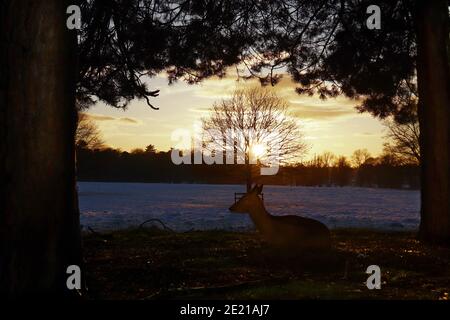 Cervo invernale a Tatton Park Foto Stock