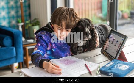 11 gennaio 2021 frontiere scozzesi. Scozia. UK Covid , Coronavirus Scottish Home Schooling ha inizio. Il ritardato inizio del mandato scolastico scozzese della primavera del 2021 oggi, gli studenti di tutta la Scozia iniziano un periodo di scolarizzazione a casa a causa delle attuali misure di blocco del Covid 19 in vigore. L'immagine mostra un ragazzo che si sta allenando con il suo lavoro scolastico con l'aiuto del suo cane spaniel, Buddy . Il locale Scottish Borders council ha rilasciato agli studenti iPad Apple che vengono ora utilizzati per l'apprendimento. Credit Alamy Live News. Foto Stock