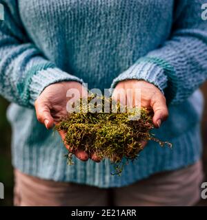 Aiuta e rispetta il concetto di natura con le mani che tengono verde vivo muschio - primo piano di ambiente naturale e salvare il pianeta concetto di terra Foto Stock