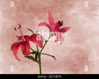 Fiore artistico di giglio rosa su sfondo grazioso. Foto Stock