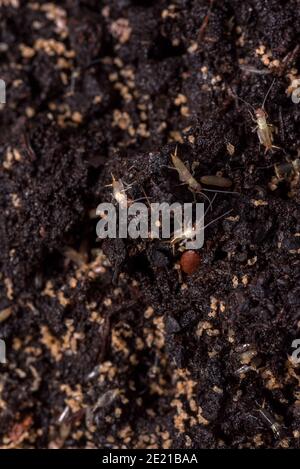 Piccoli grilli appena dopo la schiusa. Allevamento di ceci. Insetti di cibo vicino su una scala macro. Foto Stock