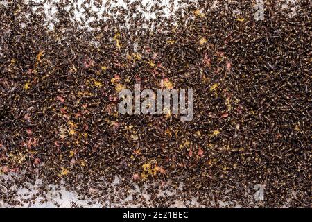 Piccoli grilli appena dopo la schiusa. Allevamento di ceci. Insetti di cibo vicino su una scala macro. Foto Stock