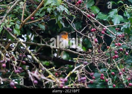 British Robin in hedgerow con Spring Berries in Foreground ] Foto Stock