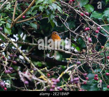 British Robin in hedgerow con Spring Berries in Foreground ] Foto Stock