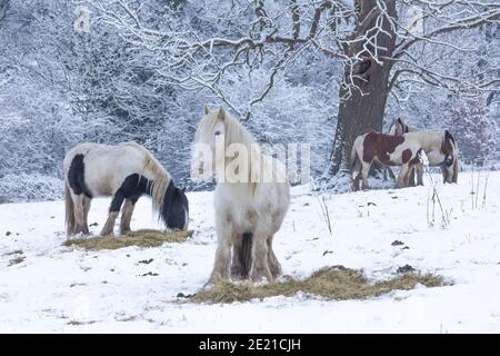 Cavalli che mangiano fieno nella neve. Foto Stock