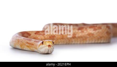 Amel Cornsnake adulto aka Elaphe guttataor Pantherophis guttatus serpente. Dettaglio della testa su sfondo bianco. Foto Stock