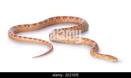 Amel Cornsnake adulto aka Elaphe guttataor Pantherophis guttatus serpente. Foto a tutto corpo su sfondo bianco. Foto Stock